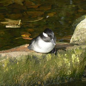 Bufflehead - 14 October 2017