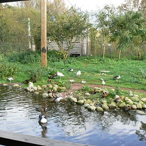 Weird or Wonderful Aviary - 14 October 2017