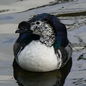 African Comb-billed Duck - 14 October 2017