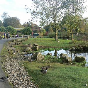 Oriental Pen - 14 October 2017