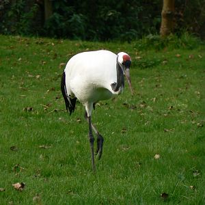 Red-crowned Crane - 14 October 2017
