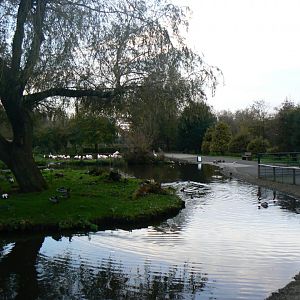 Greater Flamingo Pen - 14 October 2017