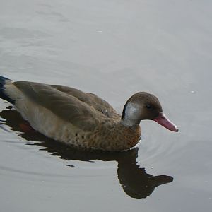 Greater Brazilian Teal - 14 October 2017
