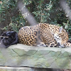 Jaguars