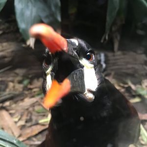Wayne the Montezuma oropendola