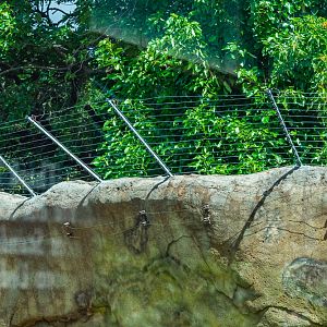 Chimp exhibit improvement