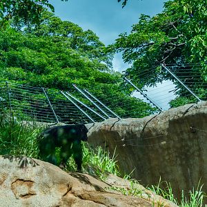 Chimp exhibit improvement