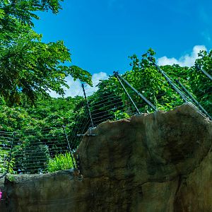 Chimp exhibit improvements