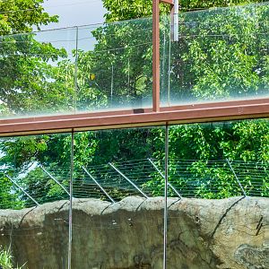 Chimp exhibit improvement after the May 2017 escape