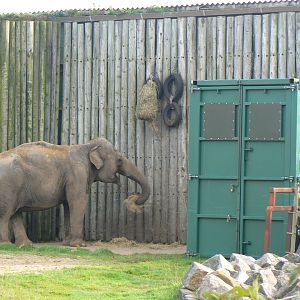 Asian Elephant and Travel Crate - 15 October 2017