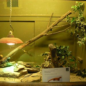 Sahara Uromastyx Vivarium - 15 October 2017