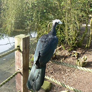 Blue-throated Piping-guan - 15 October 2017