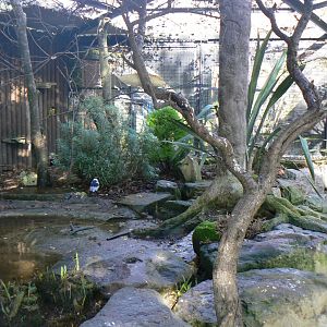 Plover/Teal/Weaver/Finchbill Aviary - 15 October 2017