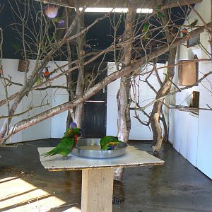 Rainbow Lorikeet House - 15 October 2017