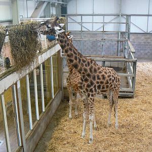 Giraffe and House - 15 October 2017