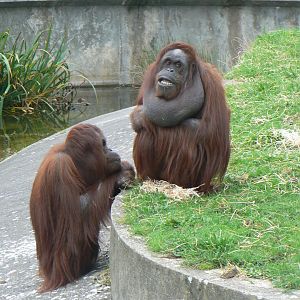 Bornean Orangutans - 15 October 2017