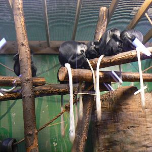 King Colobus - 15 October 2017