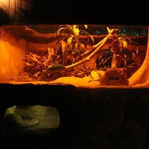 Fishing Cat Trail - Sunda Pangolin exhibit