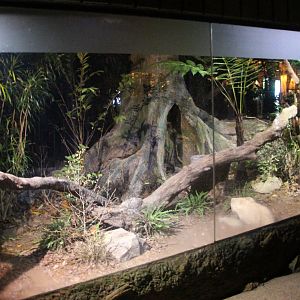 Leopard Trail - Leopard Cat exhibit