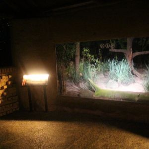 East Lodge Trail - Serval exhibit