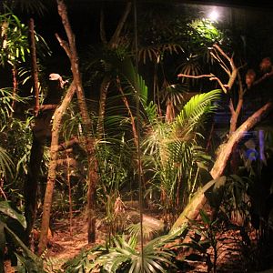 Wallaby Trail - Morepork exhibit