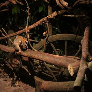 Wallaby Trail - Common Brush-tailed Possum exhibit
