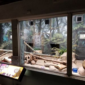 Oct. 2017 - Small Mammals - Dwarf Mongoose Exhibit