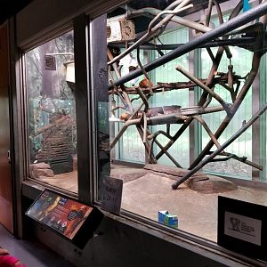 Oct. 2017 - Small Mammals - Golden Lion Tamarin Exhibit