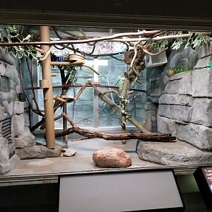 Oct. 2017 - Small Mammals - Goeldi's Monkey Exhibit