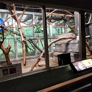 Oct. 2017 - Small Mammals - Ring-tailed Lemur Exhibit