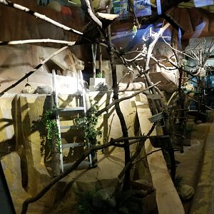 Oct. 2017 - Small Mammals - Linne's Two-toed Sloth Exhibit