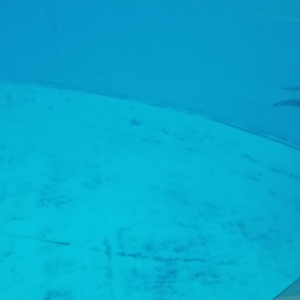Video - Dolphin Viewing Underwater