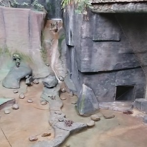 Clip - Africa in Tropic World (8 Species)