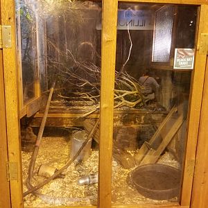Oct. 2017 - The Swamp - Black Rat Snake Exhibit