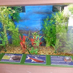 9/29/2017 - Rainbow Tetra Tank