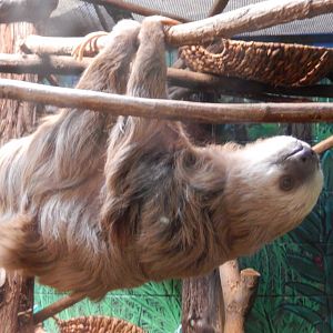 9/29/2017 - Hoffman's Two-Toed Sloth