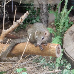 9/29/2017 - Northern Tree Shrew