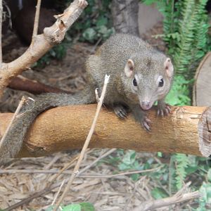 9/29/2017 - Northern Tree Shrew