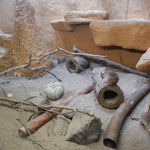 9/29/2017 - Meerkat Exhibit