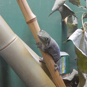 9/29/2017 - Standings Day Gecko