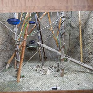 9/29/2017 - Mongoose Lemur Exhibit