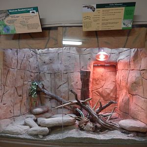 9/29/2017 - Gila Monster & Mexican Beaded Lizard Terrarium