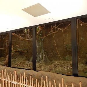 9/29/2017 - Black-Handed Spider Monkey Exhibit