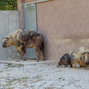 9/29/2017 - Sichuan Takins