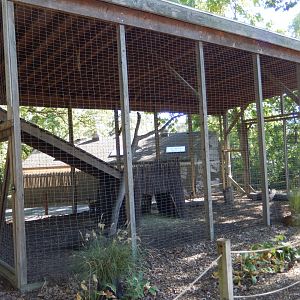 9/29/2017 - Chinese Muntjac Cage