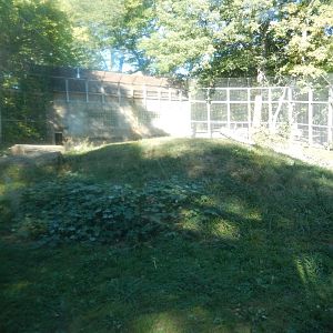 9/29/2017 - Amur Tiger Habitat