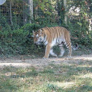 9/29/2017 - Amur Tiger