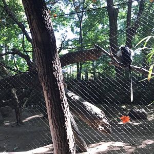 Congo Gorilla Forest