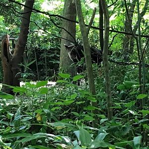 Congo Gorilla Forest