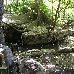 Congo Gorilla Forest